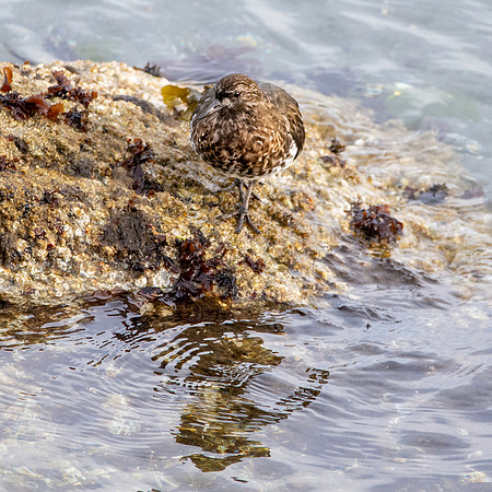 Black turnstone