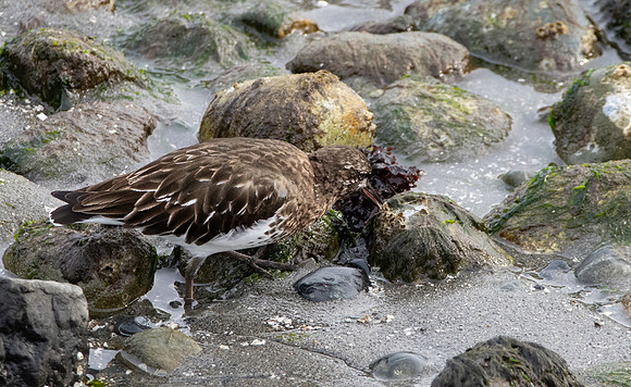 Black turnstone