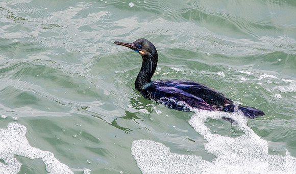 Brandt's cormorant