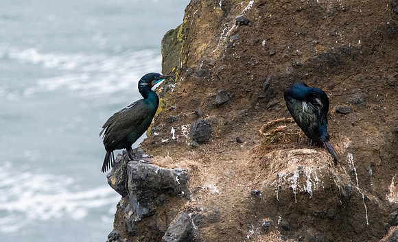 Brandt's cormorant