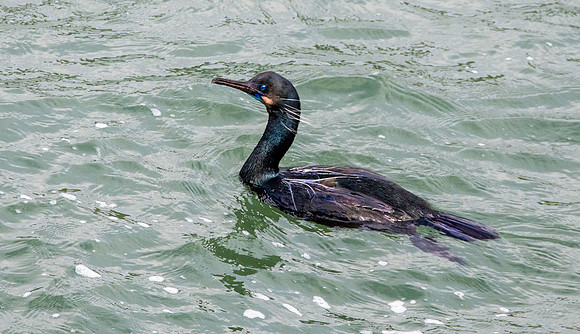 Brandt's cormorant