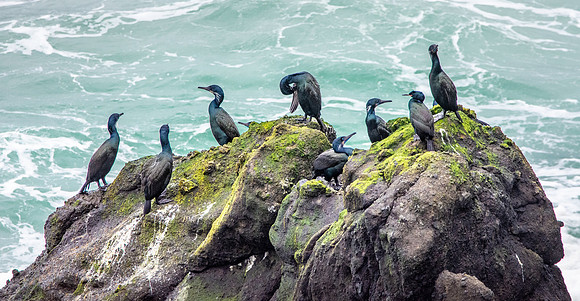 Brandt's cormorant