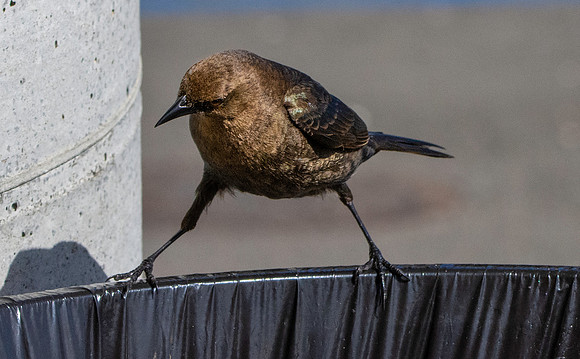 Brewer's blackbird, female