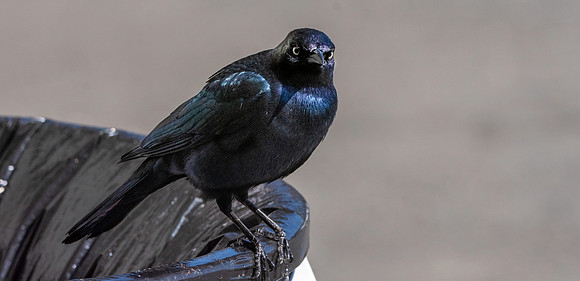 Brewer's blackbird