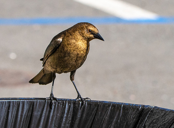 Brewer's blackbird, female