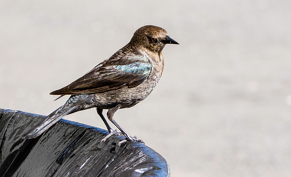 Brewer's blackbird, female