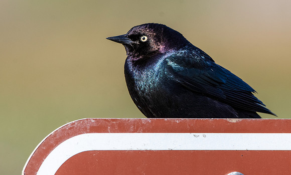 Brewer's blackbird