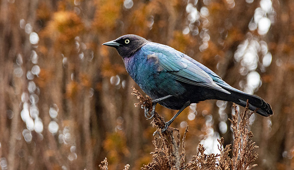 Brewer's blackbird