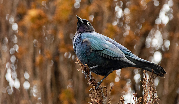 Brewer's blackbird