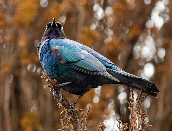 Brewer's blackbird