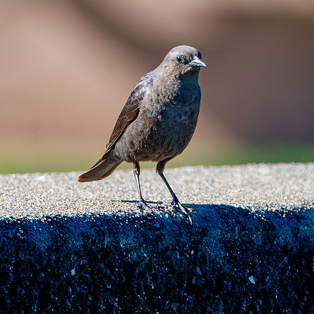 Brewer's blackbird, female