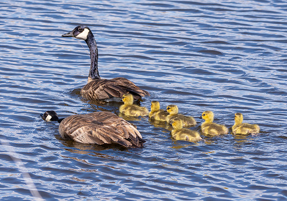 Cackling goose