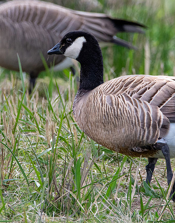 Cackling goose