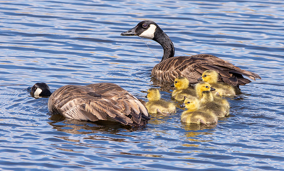 Cackling goose