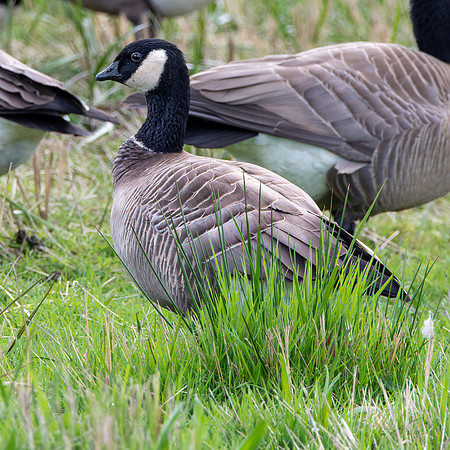 Cackling goose