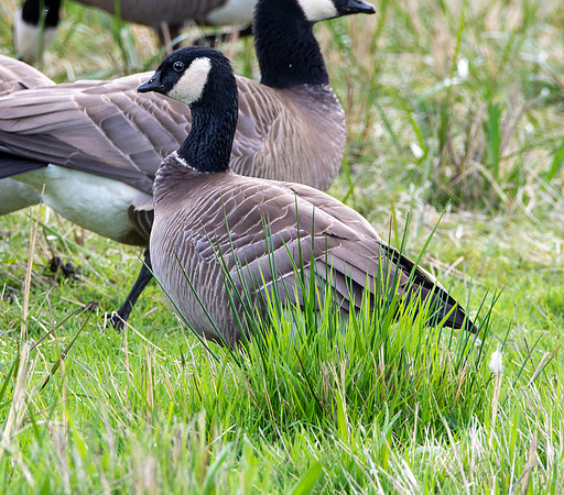 Cackling goose