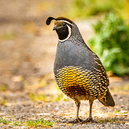 California Quail