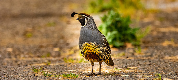 California Quail