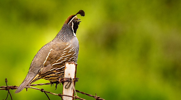 California Quail