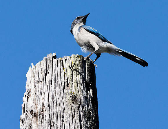 California scrub jay