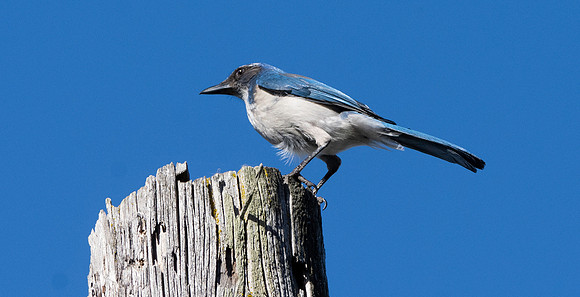 California scrub jay