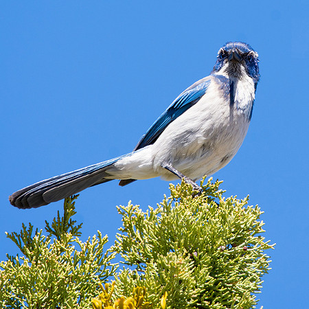 California scrub jay