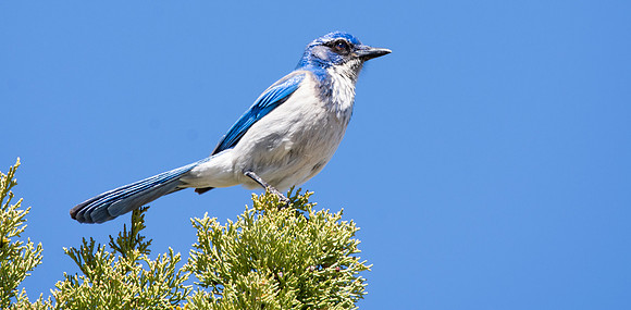 California scrub jay