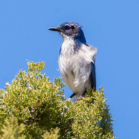 California scrub jay