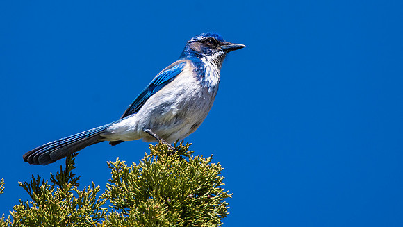California scrub jay