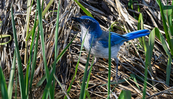 California scrub jay
