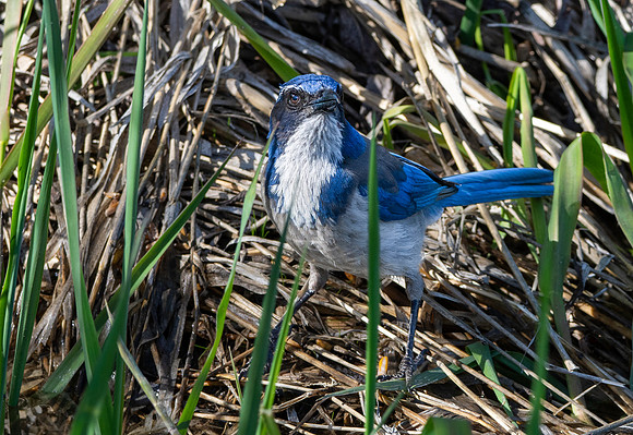 California scrub jay