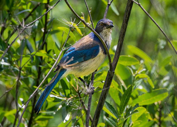 California scrub jay
