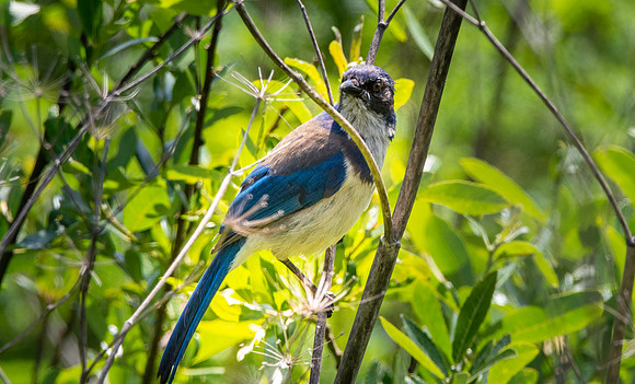 California scrub jay