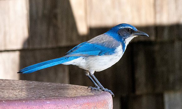 California scrub jay