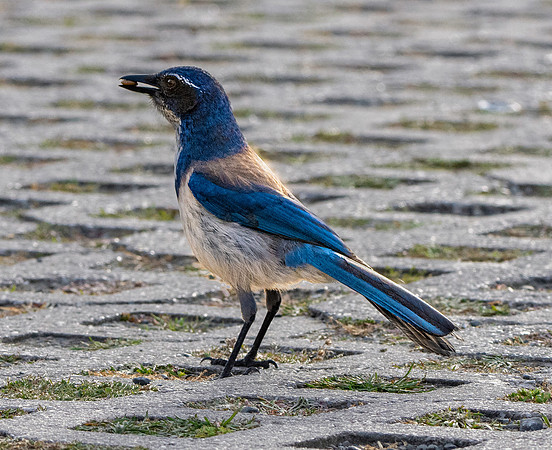 California scrub jay