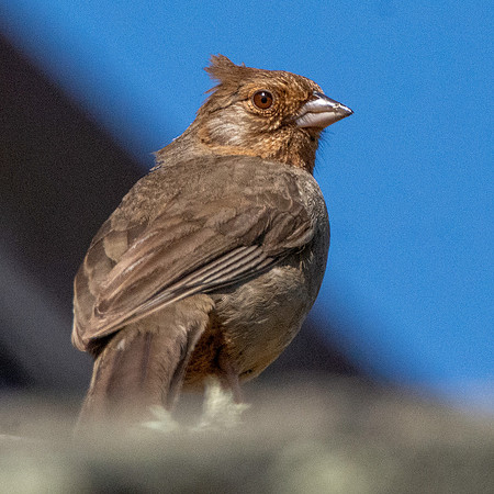 California Towhee