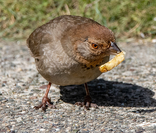 California Towhee