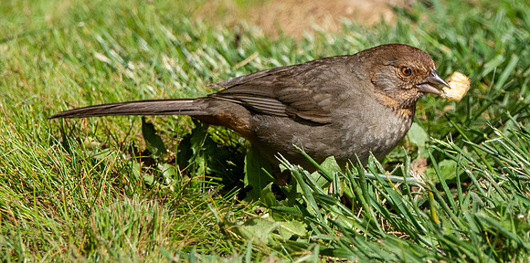 California Towhee