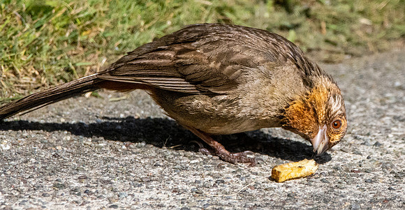 California Towhee