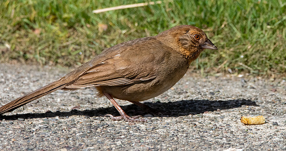 California Towhee
