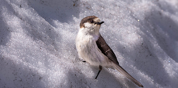 Canada jay (grey jay)