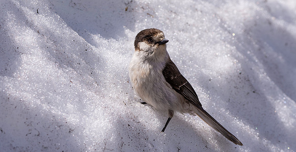 Canada jay (grey jay)