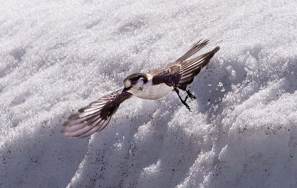 Canada jay (grey jay)