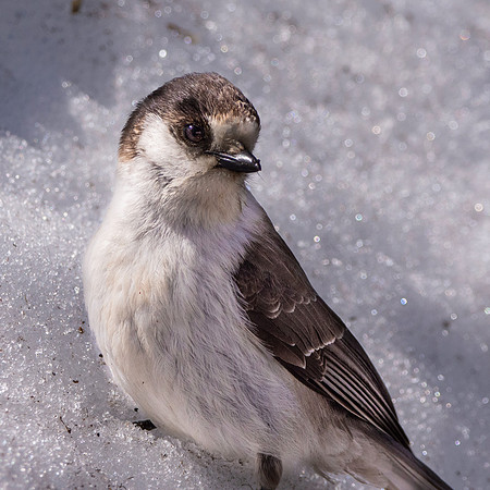 Canada jay (grey jay)