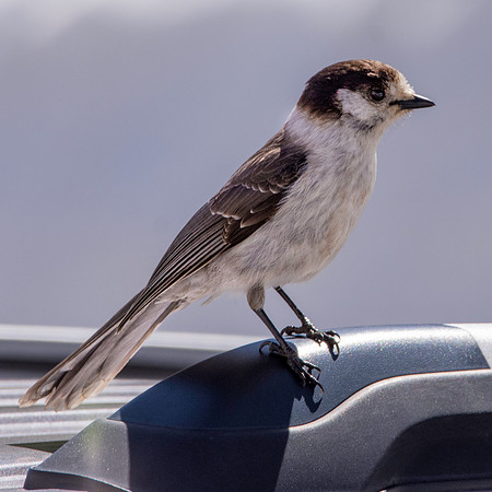 Canada jay (grey jay)