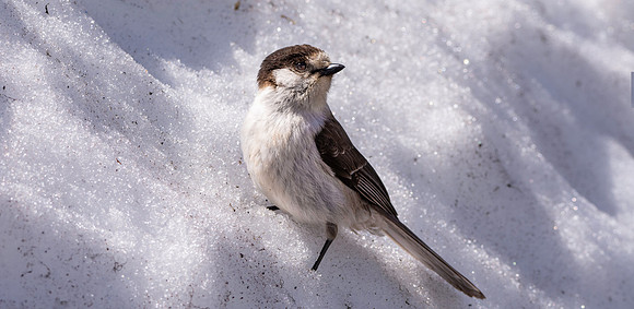 Canada jay (grey jay)