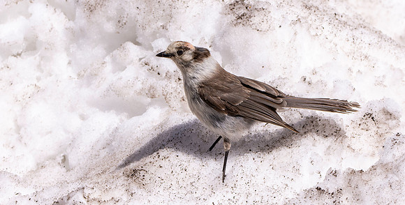 Canada jay (grey jay)