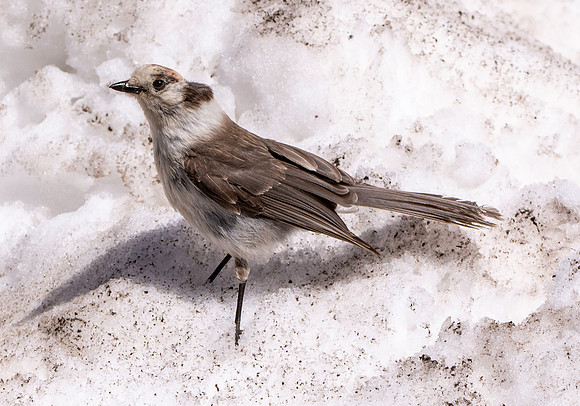 Canada jay (grey jay)