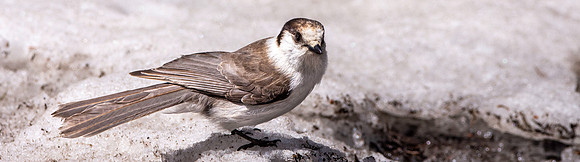 Canada jay (grey jay)