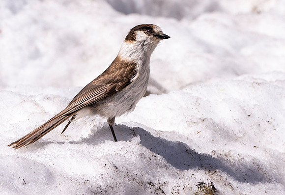 Canada jay (grey jay)